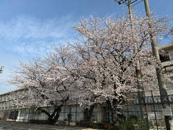 桜